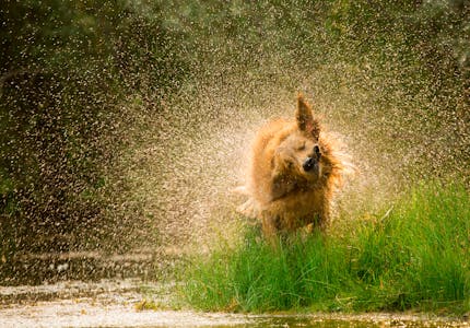 camping mit hund hunderte platze in europa pincamp by tcs