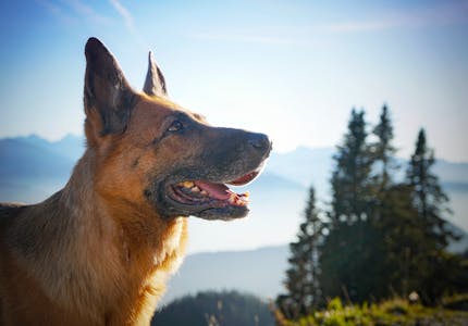 camping mit hund in baden wurttemberg die top platze pincamp by tcs