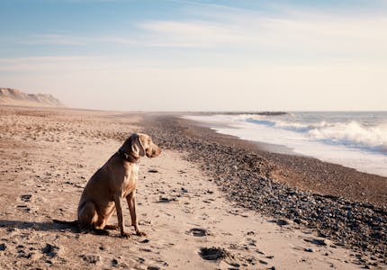 camping mit hund hunderte platze in europa pincamp by tcs