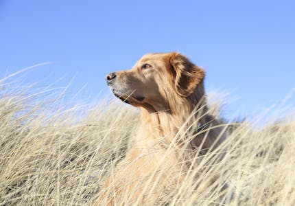 camping mit hund in baden wurttemberg die top platze pincamp by tcs