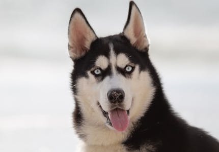 camping mit hund in zeeland pincamp by tcs